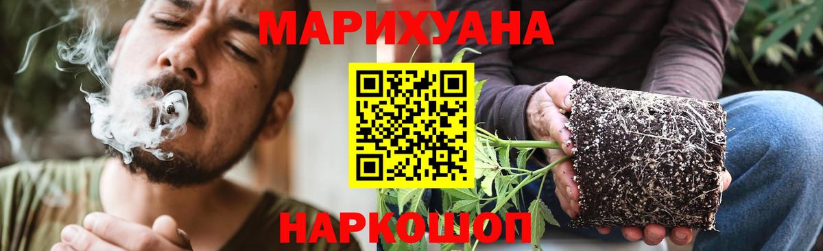 МАРИХУАНА сатива Кольчугино